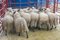 First Prize Blackface